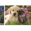 Norimpex Diamantmalerei Hund mit Katze / 30x40 cm