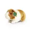 Rappa Plüsch-Meerschweinchen 20 cm / UMWELTFREUNDLICH / ab 0 Jahren