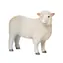 Mojo Schaf Romney Marsh / ab 3 Jahren