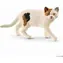 Schleich Farm WORLD 13894 - Amerikanische Kurzhaarkatze / ab 3 Jahren
