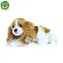 Rappa Plüschhund Cavalier King Charles Spaniel liegend 30 cm / UMWELTFREUNDLICH / ab 0 Monaten