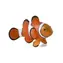 Mojo Animal Planet Geimpfter Clown / ab 3 Jahren