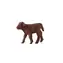 Mojo Animal Planet Highland Kalb / ab 3 Jahren