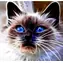 Norimpex Diamantmosaik - Magische Katze