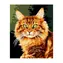Katzen - Kategorie