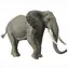 Collecta Afrikanischer Elefant / ab 3 Jahren