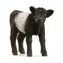 Schleich Farm WORLD 13969 Galloway-Kalb / ab 3 Jahren 