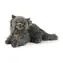 Rappa Plüsch Perserkatze 30 cm / UMWELTFREUNDLICH / ab 0 Monaten 