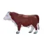 Mojo Hereford Bulle / ab 3 Jahren