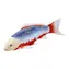 Mojo Carp Koi Asagi / ab 3 Jahren