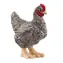 Schleich Animal - Steinhuhn-Plymutka / ab 3 Jahren