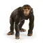 Schleich Tier - Schimpanse / ab 3 Jahren