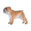 Mojo, Englische Bulldogge / ab 3 Jahren