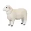 Mojo Aries Romney Marsh / ab 3 Jahren