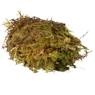 Terraristik