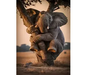 Diamantmalerei - Ängstlicher Elefant / 30 x 40 cm