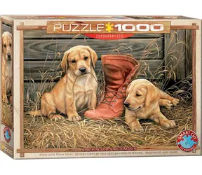 EUROGRAPHICS Puzzle Welpen mit altem Schuh / 1000 Teile / 67,6 × 48,9 cm