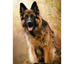 Norimpex Diamantmalerei Deutscher Schäferhund / 30x40 cm
