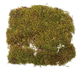 Repti Planet Natürliches Terrarienmoos / Terrarienmoos / 35 x 30 cm