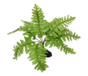 Repti Planet Nephrolepis Farnpflanze 20cm