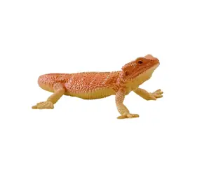 Mojo Agama / ab 3 Jahren