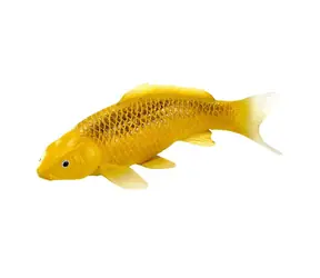 Mojo Carp Koi Kin Matsuba ú ab 3 Jahren