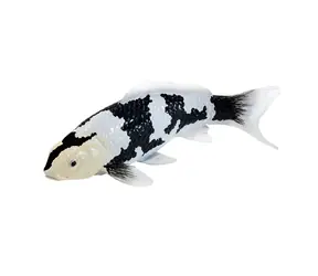 Mojo Carp Koi SHIRO Utsuri / ab 3 Jahren