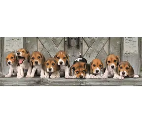 Clementoni Panorama-Puzzle Beagles / 1000 Teile / ab 10 Jahren