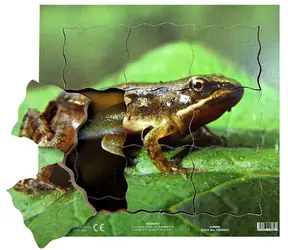 Just Jigsaws 604 Frosch und sein Lebenszyklus - Holzpuzzle mit mehreren Schichten / 19 Teile / ab 3 Jahren