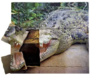 Just Jigsaws 641 Krokodil und sein Lebenszyklus - Holzpuzzle mit mehreren Schichten / 19 Teile / ab 3 Jahren