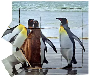 Just Jigsaws 642 Pinguin und sein Lebenszyklus - Holzpuzzle mit mehreren Schichten / 19 Teile / ab 3 Jahren