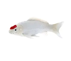 Mojo Carp Koi Tancho / ab 3 Jahren