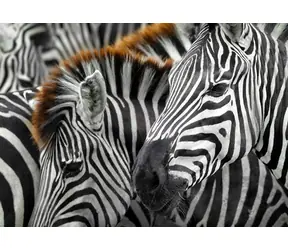 ENJOY Puzzle Zebras / 1000 Teile / ab 14 Jahren