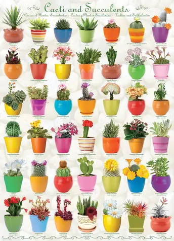 EUROGRAPHICS Puzzle Kakteen und Sukkulenten / 1000 Teile / 48,89 x 67,63 cm