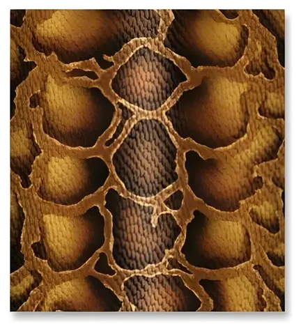 Compad Cover-Ups M Snake / Mauspad / 550 x 500 mm