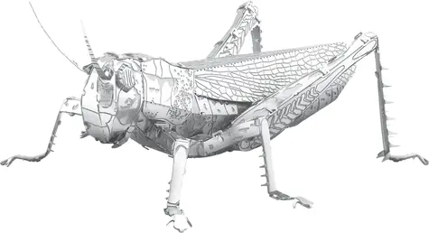 Metal Earth 3D-Puzzle Grasshopper / 35 Teile / ab 14 Jahren