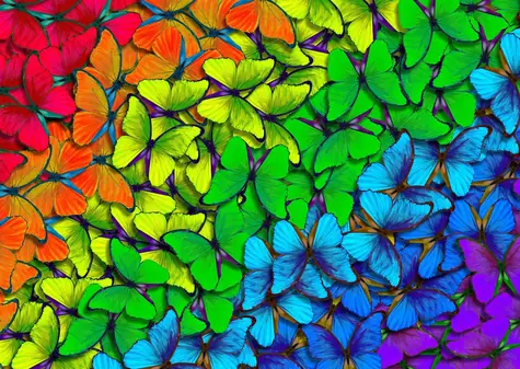ENJOY Puzzle Regenbogen-Schmetterlinge / 1000 Teile / ab 14 Jahren