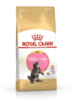 Royal Canin Breed Feline Kitten Maine Coon 10 kg / Granulat für Maine-Coon-Kätzchen