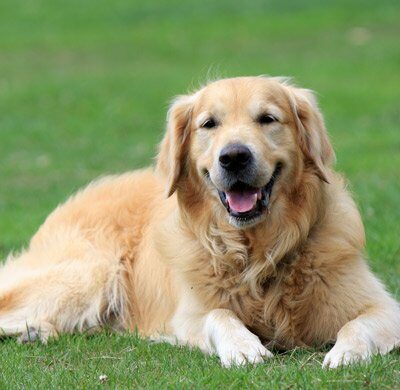 golden-retriever-2